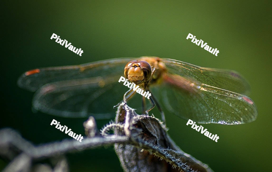 Dragonfly